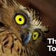 Illustration for article titled Ornithologists Attribute Owls’ Nocturnal Lifestyle To Hard Cocaine Habit